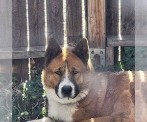 Chow Chow-Unknown Mix Dogs for adoption in phoenix, AZ, USA