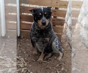 Mutt Dogs for adoption in Canutillo, TX, USA