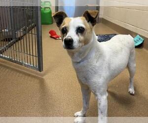 Mutt Dogs for adoption in Martinez, CA, USA