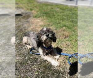 Shih Tzu Dogs for adoption in Vero Beach, FL, USA