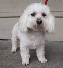 Medium Photo #1 Maltipoo Puppy For Sale in Palo Alto, CA, USA