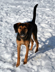 Coonhound-Unknown Mix Dogs for adoption in Akron, OH, USA