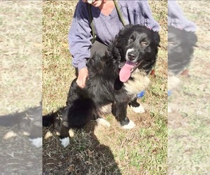 Border-Aussie Dogs for adoption in Ponca City, OK, USA