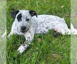German Shorthaired Pointer-Unknown Mix Dogs for adoption in Yardley, PA, USA