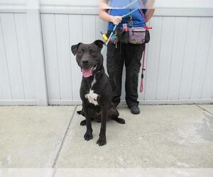 American Pit Bull Terrier-Labrador Retriever Mix Dogs for adoption in Louisville, KY, USA