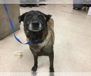 Mutt Dogs for adoption in Riverside, CA, USA