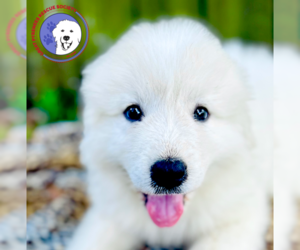 Great Pyrenees Dogs for adoption in Spring, TX, USA