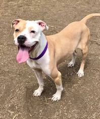 Small American Bulldog Mix