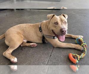 American Pit Bull Terrier Dogs for adoption in Berkeley , CA, USA