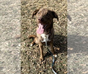 Chesapeake Bay Retriever-German Shepherd Dog Mix Dogs for adoption in Attalka, AL, USA