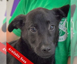 German Shepherd Dog-Unknown Mix Dogs for adoption in Huntley, IL, USA