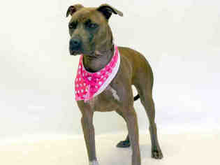 American Pit Bull Terrier-Unknown Mix Dogs for adoption in Sanford, FL, USA