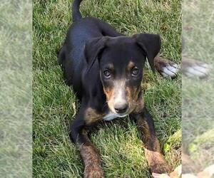 Border Collie-Unknown Mix Dogs for adoption in Lodi, CA, USA