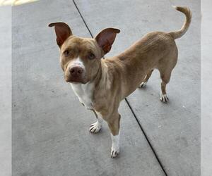 American Pit Bull Terrier Dogs for adoption in Tracy, CA, USA