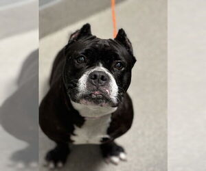 American Pit Bull Terrier-Bulldog Mix Dogs for adoption in Las Vegas, NV, USA