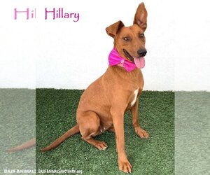 Australian Kelpie-Unknown Mix Dogs for adoption in San Diego, CA, USA