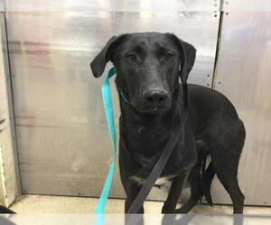 Labrador Retriever-Unknown Mix Dogs for adoption in Riverside, CA, USA