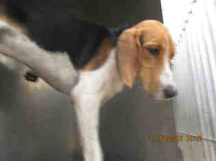 English Coonhound Dogs for adoption in Oklahoma City, OK, USA