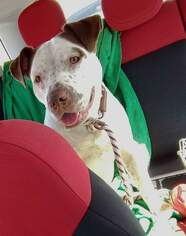 American Pit Bull Terrier-Unknown Mix Dogs for adoption in Melbourne, FL, USA