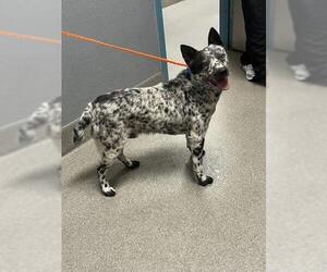 Mutt Dogs for adoption in Las Vegas, NV, USA