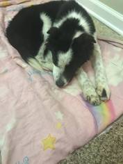 Border Collie-Unknown Mix Dogs for adoption in Northport, AL, USA
