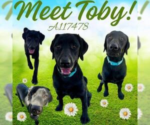 Labrador Retriever Dogs for adoption in HESPERIA, CA, USA