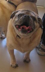 Pug Dogs for adoption in Johnson City, TN, USA