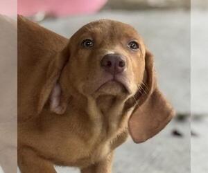 Labbe Dogs for adoption in Yardley, PA, USA