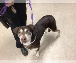 Siberian Husky-Unknown Mix Dogs for adoption in Riverside, CA, USA