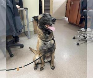 Mutt Dogs for adoption in Pasadena, CA, USA