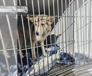 Siberian Husky Dogs for adoption in Bakersfield, CA, USA