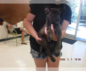 Mutt Dogs for adoption in Oroville, CA, USA