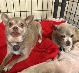 Chihuahua Dogs for adoption in South Amana, IA, USA