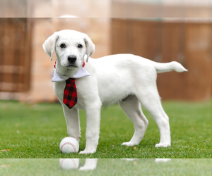 Great Pyrenees-Unknown Mix Dogs for adoption in McKinney, TX, USA