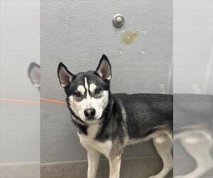 Siberian Husky-Unknown Mix Dogs for adoption in Las Vegas, NV, USA