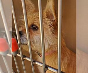 Norfolk Terrier Dogs for adoption in San Antonio, TX, USA