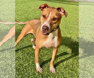 Mutt Dogs for adoption in Hilton Head, SC, USA