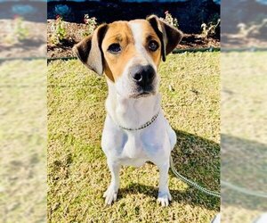 Beagle-Unknown Mix Dogs for adoption in Temple, TX, USA