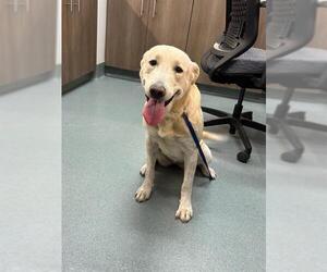 Borador Dogs for adoption in Baytown, TX, USA