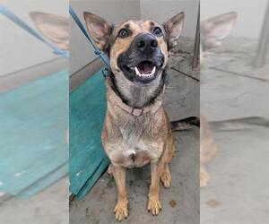German Shepherd Dog-Unknown Mix Dogs for adoption in Camarillo, CA, USA
