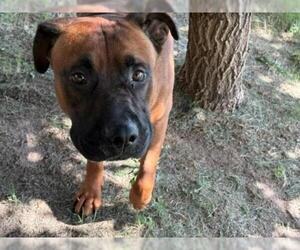 Mastiff-Unknown Mix Dogs for adoption in Tulsa, OK, USA