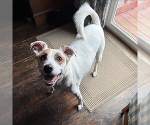 Mutt Dogs for adoption in Boston, MA, USA