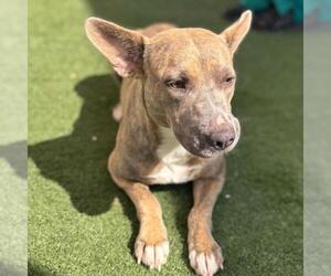 Carolina Dog-Unknown Mix Dogs for adoption in Texas City, TX, USA