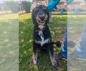 Bernese Mountain Dog Dogs for adoption in Ventura, CA, USA