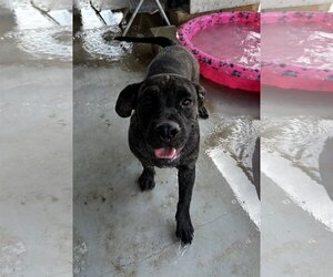 Basset Hound-Mastiff Mix Dogs for adoption in Pleasanton, TX, USA