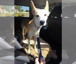 Huskies -Unknown Mix Dogs for adoption in San Antonio, TX, USA