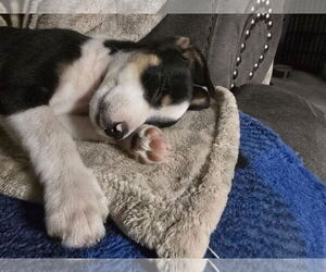 Chiweenie Dogs for adoption in Williamsburg, NM, USA