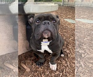 Bulldog-Unknown Mix Dogs for adoption in Davis, CA, USA