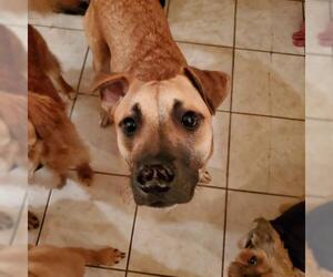 Labrador Retriever Dogs for adoption in Chester, NJ, USA