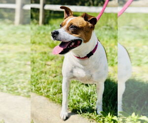 American Pit Bull Terrier-Jack Russell Terrier Mix Dogs for adoption in Manahawkin, NJ, USA